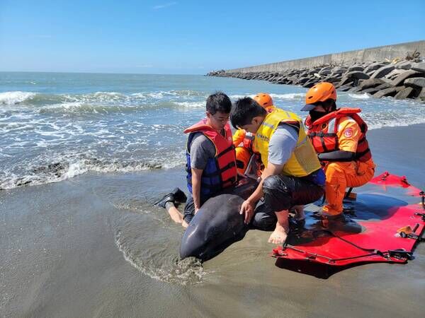 圖3、ＭＡＲＮ團隊救援擱淺小虎鯨