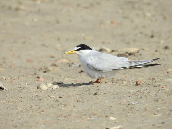 圖3 桃園市野鳥學會在許厝港濕地拍攝到的小燕鷗媽媽