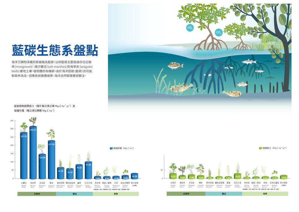 藍碳生態系盤點