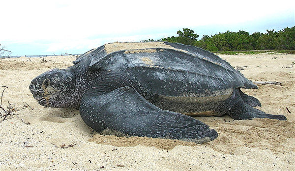 Leatherback sea turtle-AlbertHerring