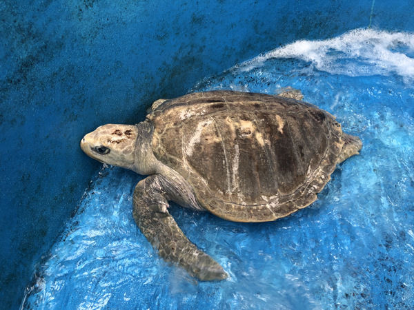 Olive Ridley sea turtle-馮加伶
