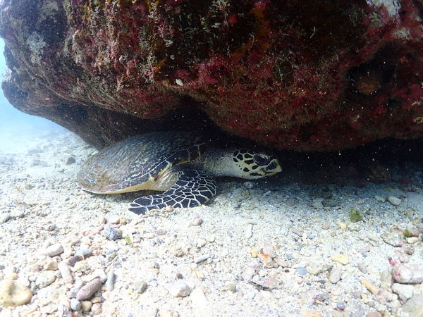 Hawksbill sea turtle-蘇淮