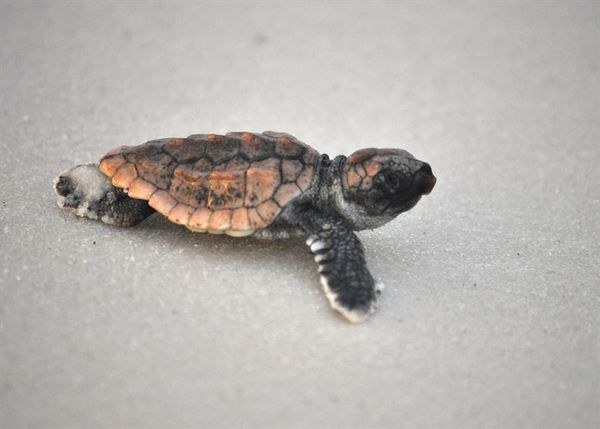Loggerhead sea turtle-2-U.S. Air Force photo by Airman 1st Class Alex Echols