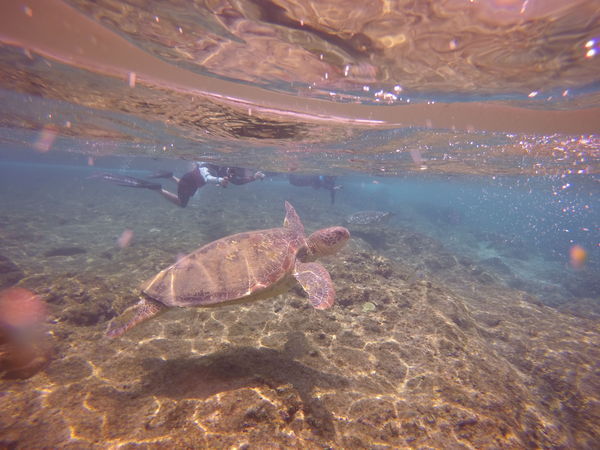 小琉球為國內著名的海龜棲地