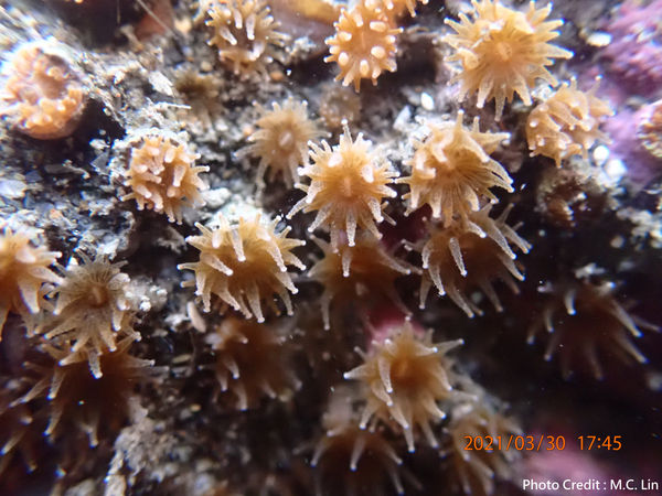 柴山多杯孔珊瑚