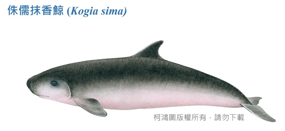 侏儒抹香鯨-臺灣百種海洋動物