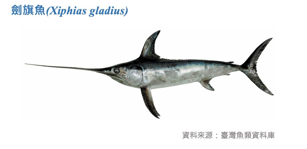 劍旗魚標本照