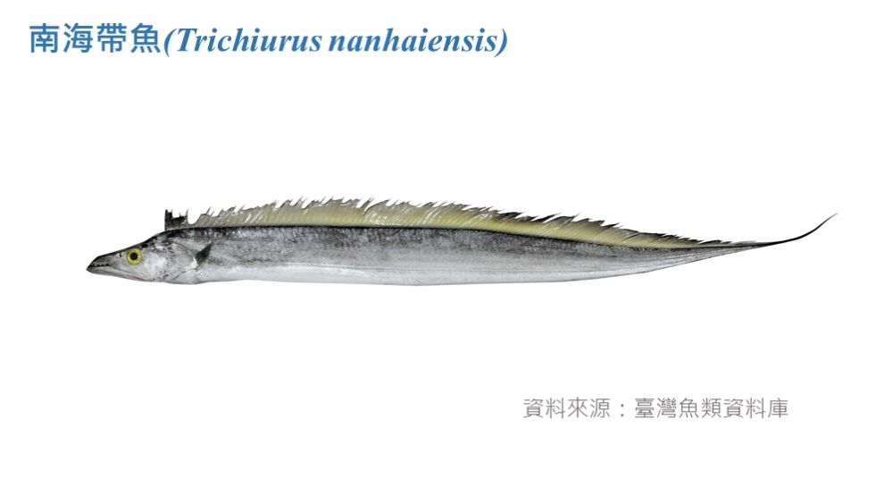 南海帶魚標本照