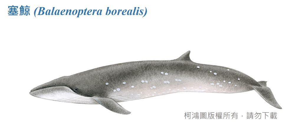 塞鯨-臺灣百種海洋動物
