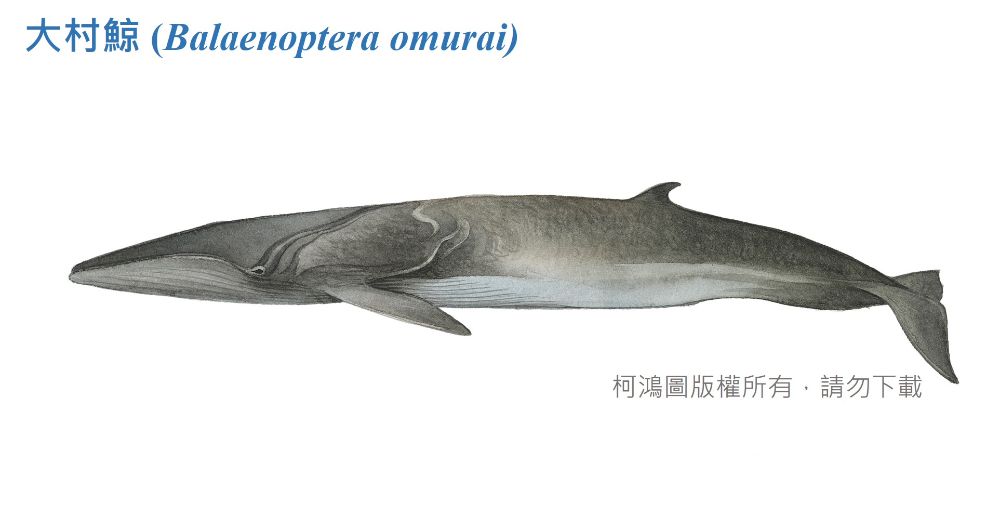 大村鯨-臺灣百種海洋動物