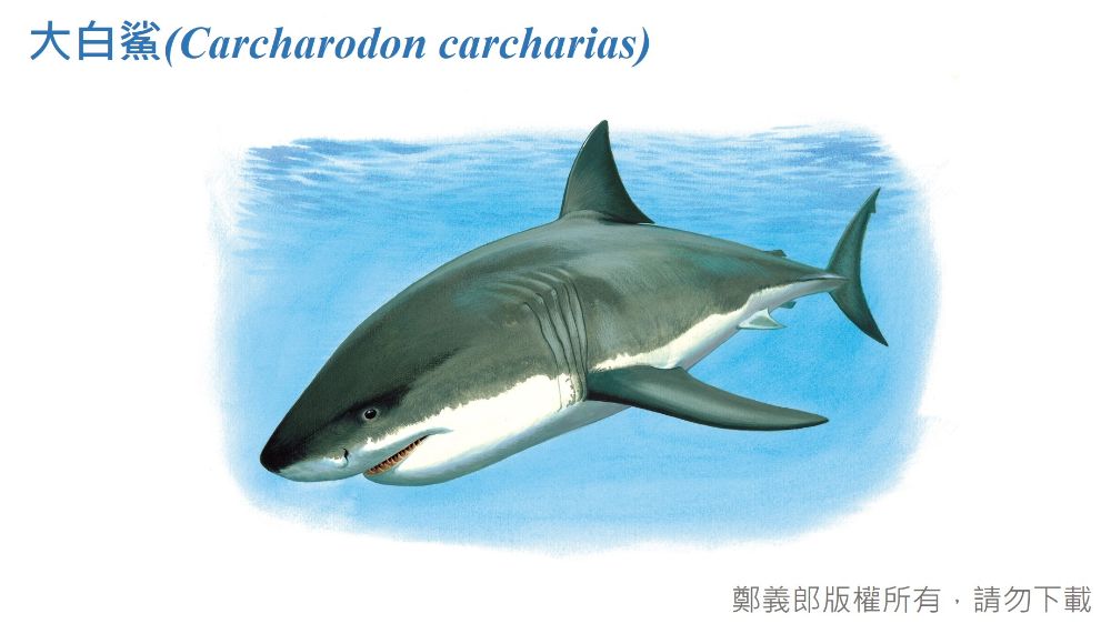 大白鯊手繪圖