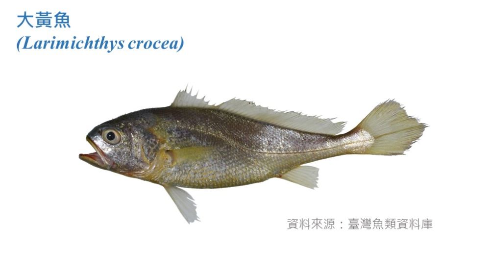 大黃魚標本照