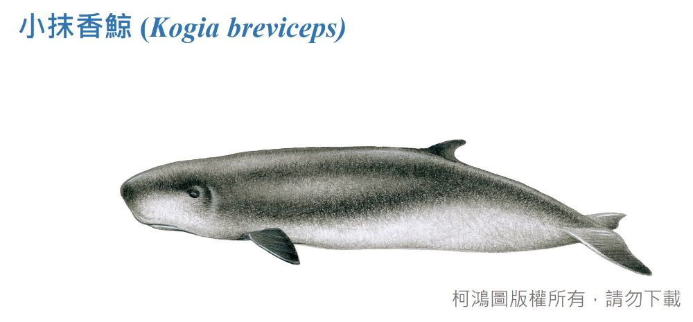 小抹香鯨-臺灣百種海洋動物