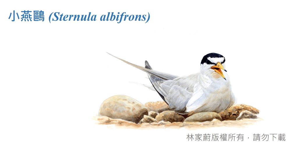 小燕鷗圖鑑