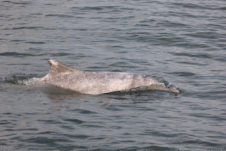 白海豚少年期