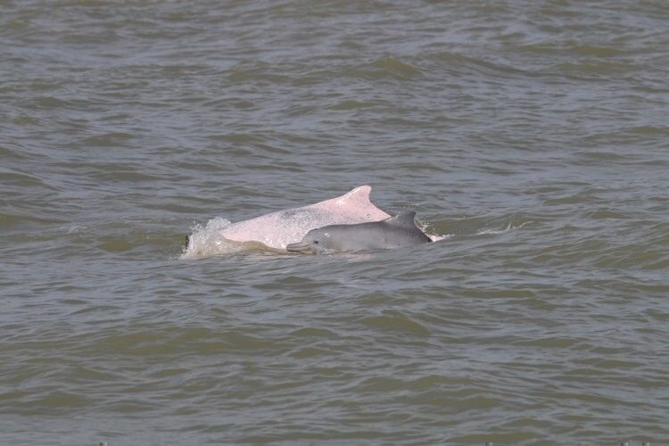 白海豚幼年期