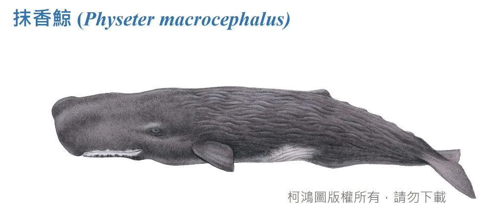 抹香鯨-臺灣百種海洋動物