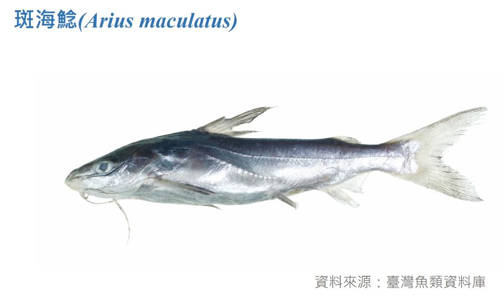 斑海鯰標本照