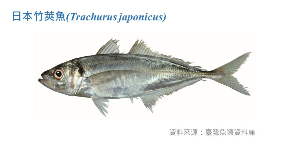 日本竹筴魚標本照