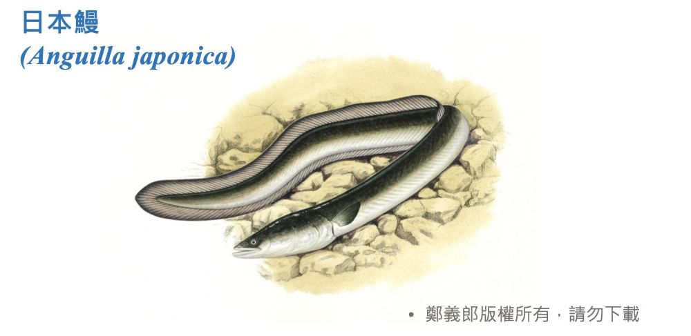 日本鰻手繪圖