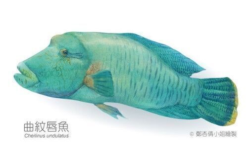 曲紋唇魚圖