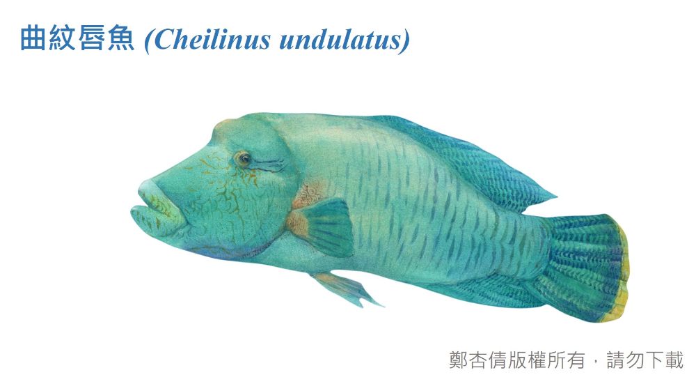 曲紋唇魚圖鑑