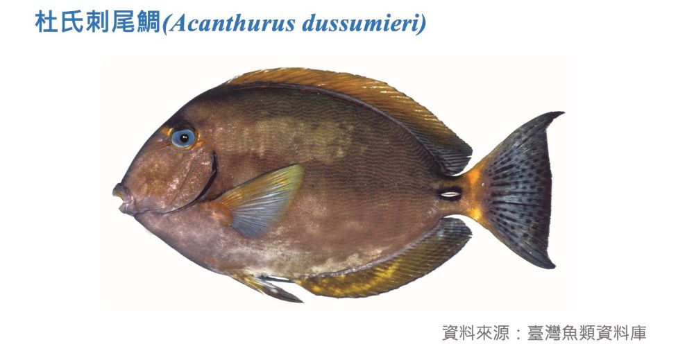 杜氏刺尾鯛標本照