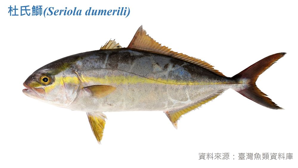 杜氏鰤標本照