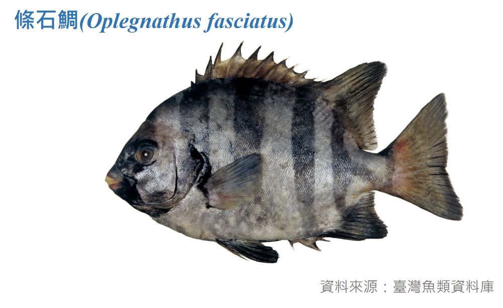 條石鯛標本照