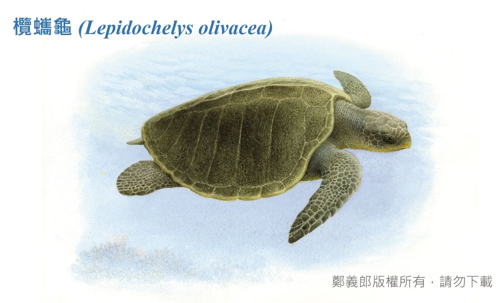 欖蠵龜圖鑑