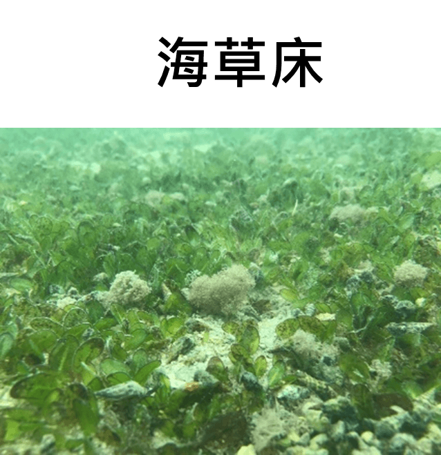 海草床生態系
