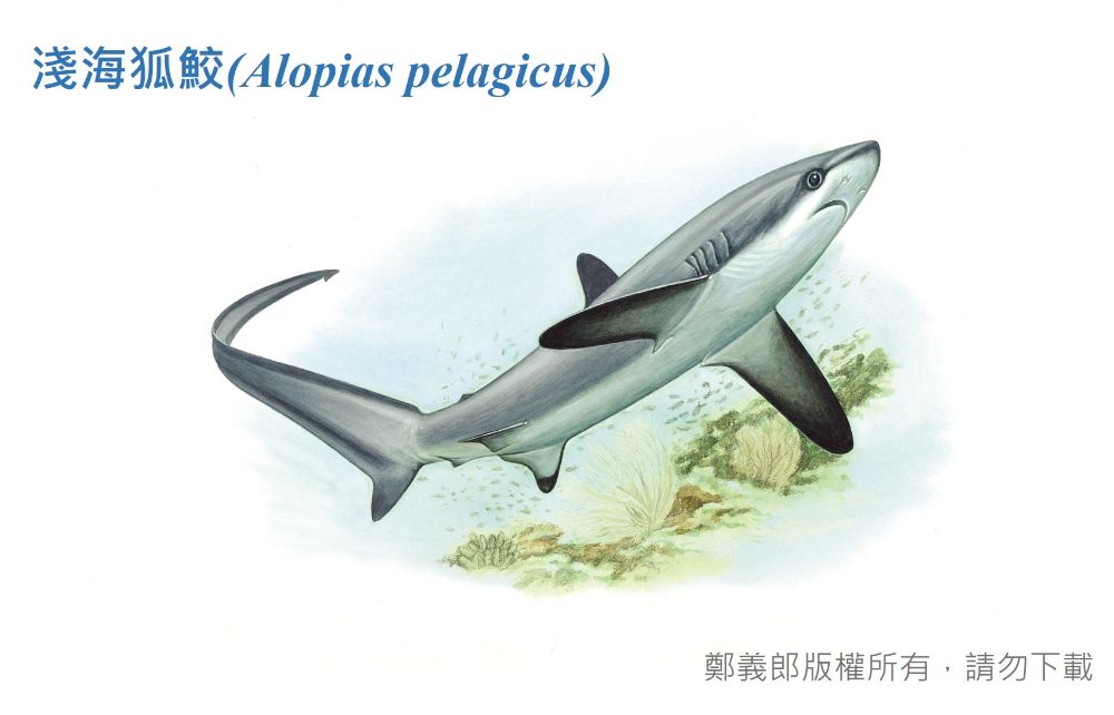 淺海狐鮫手繪圖