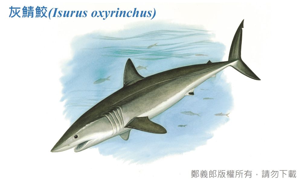 灰鯖鮫手繪圖