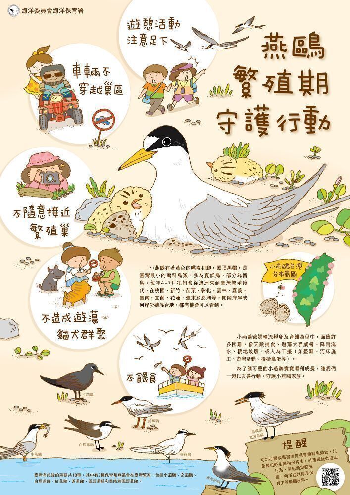 燕鷗繁殖期守護行動