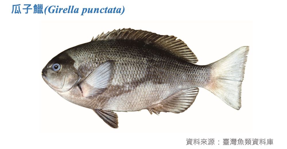 瓜子鱲標本照