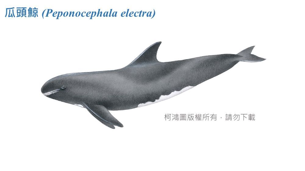 瓜頭鯨圖鑑