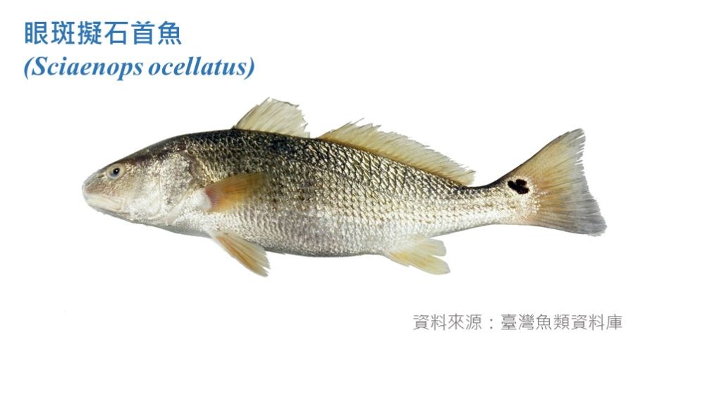 眼斑擬石首魚標本照