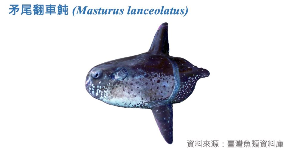 矛尾翻車魨標本照