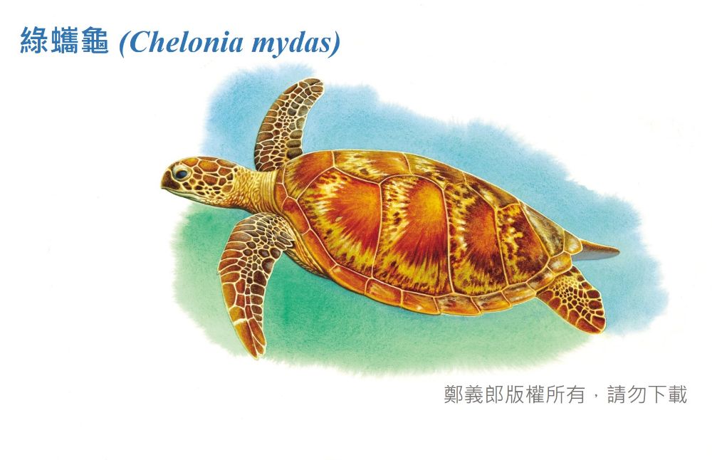 綠蠵龜圖鑑