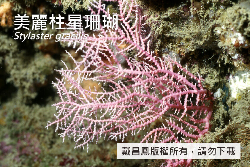美麗柱星珊瑚