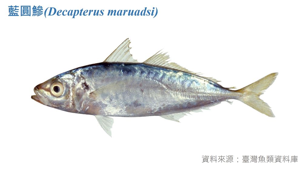 藍圓鰺標本照
