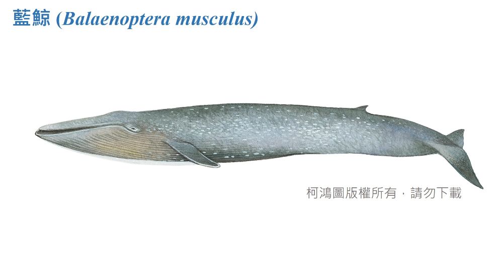 藍鯨-臺灣百種海洋動物