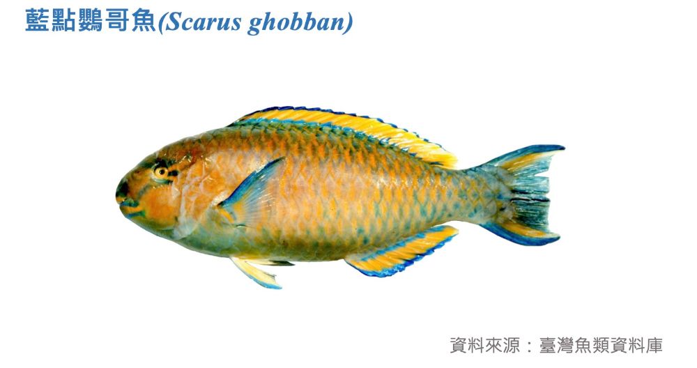 藍點鸚哥魚標本照
