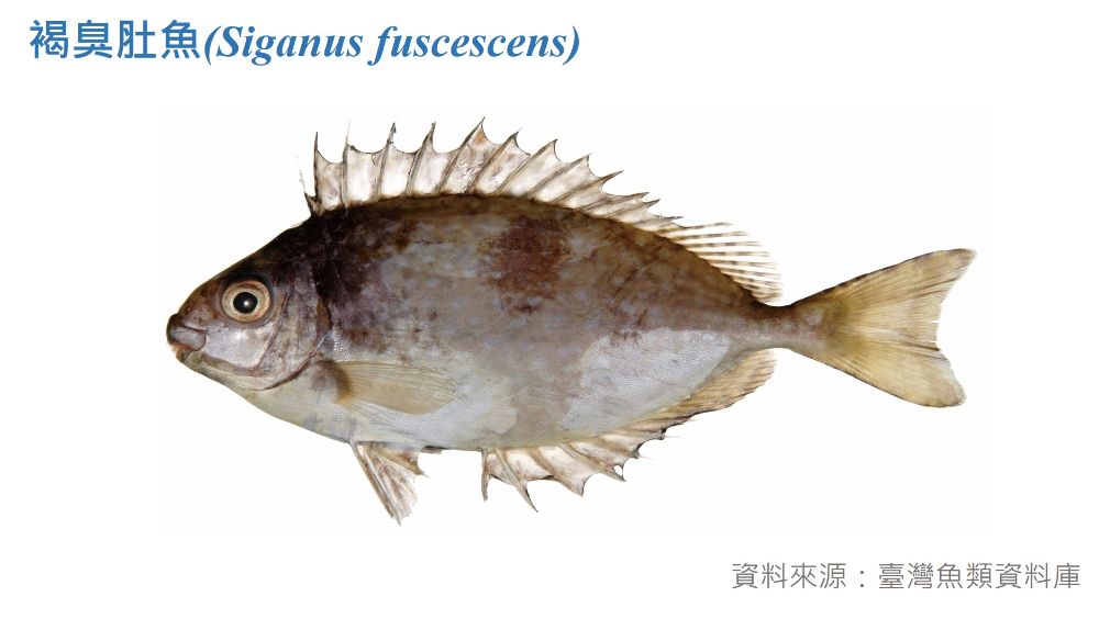 褐臭肚魚標本照