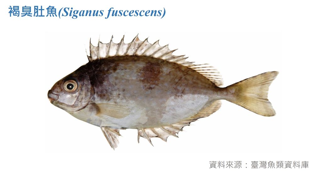 褐臭肚魚標本照