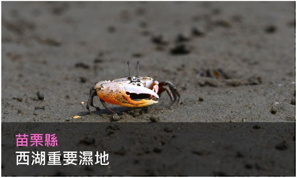 西湖重要濕地照片(點選開啟說明網頁)