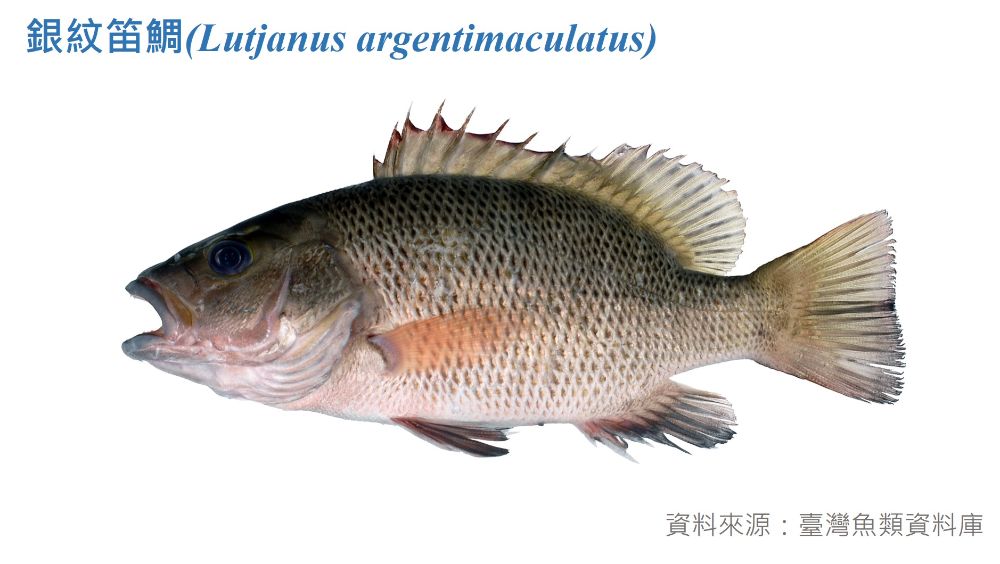 銀紋笛鯛標本照