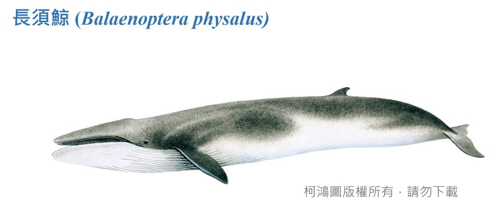 長須鯨-臺灣百種海洋動物