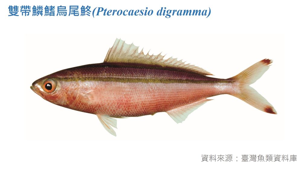 雙帶鱗鰭烏尾鮗標本照