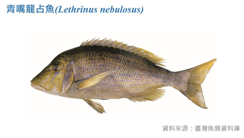 青嘴龍占魚標本照